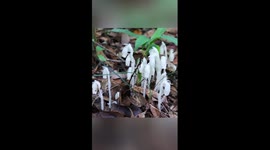 Rare ghost plants found in SW China
