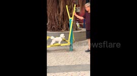 Dog displays incredible balance as owner swings it round on park exercise equipment