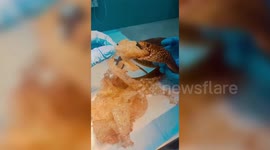 Snake saved after vet pulls 1-foot-long plastic bag from reptile's mouth