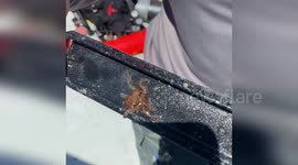 US: Tiny Octopus Takes Center Stage in Biscayne National Park Video