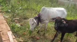 Local rescuers rescued cow after suffering neck wound in central India