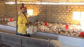 South Africa: S Africa's poultry industry grapples with rising costs in aftermath of avian flu outbreak