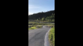 Unexpected Roadblock: Herd of Reindeer Cross the Road