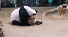 Russia: Cute Moment Panda Cub Tries To Take On Mum