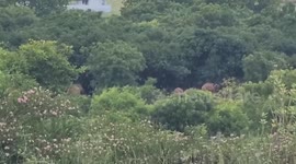 India: Elephant rampage in southern India leaves farmer trampled in orchard