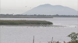 South Korea: Highly pathogenic H5N3 avian influenza reported in South Korea for first time