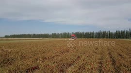 China: Peppers grown for their rich pigments in northwest China's Xinjiang