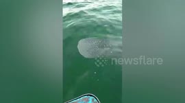 Fisherman records moving encounter with friendly whale shark