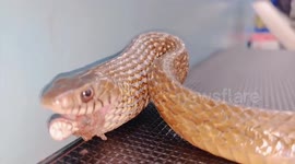 Longer Version_Snake saved by vet after consuming 1 feet plastic in western India