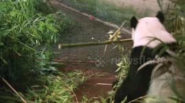 Germany: Baby panda twins greet first visitors in Berlin