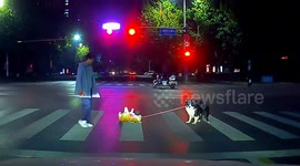 Heroic border collie drags stubborn corgi to safety after throwing strop in middle of busy road