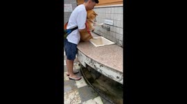 Dog gets a bath while helping with its own washing in Fukuoka