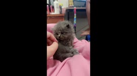Cheeky pet kitten shoves owner's hand away when she rubs its back