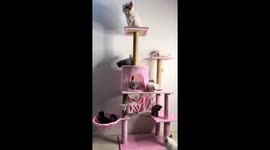 Pet moggies and friend dog explores new cat tree