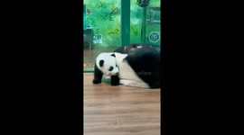 Playful Chinese panda cub forced to nap by mother