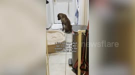 Pit bull rescued from death row finds new zest for life thanks to foster kittens