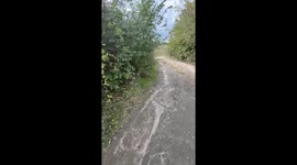 Hiker Stalked by Guardian Sheepdogs