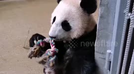 Russia: Russia's First Giant Panda Cub Plays With Favourite Toy In Enclosure