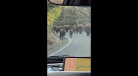 Bison cause traffic jam on road in USA