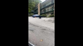 Bear attempts to open car door in Gatlinburg, Tennessee