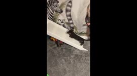 Puppy struggles up baby slide as toddler laughs in Glasgow