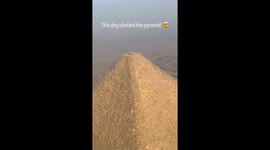 Dog spotted at the top of the Great Pyramid of Giza