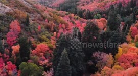 US: Vibrant colours of the autumn forest in Butterfield Canyon