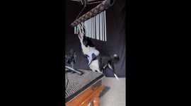 Border Collie Composes Music On Chimes