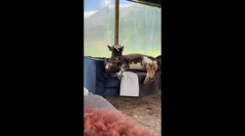 Cow On A Couch