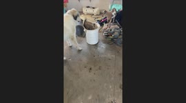 Goat Gets Stuck Upside-Down in Food Bucket