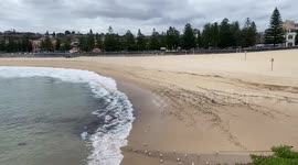 Popular Sydney beach closed after mysterious black balls of debris wash ashore