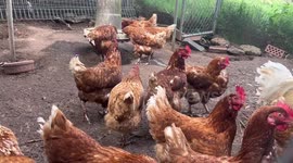Australian gov't boosts preparedness funding for deadly avian influenza