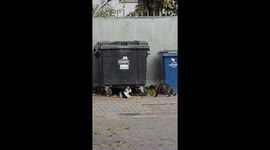 How to End a Cat Fight