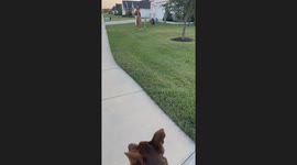 Halloween Decor Has Dog Saying Not Today