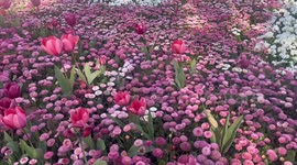 Great Big Bulb Dig held after flower show in Canberra