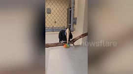 Elderly hornbill bird shows he still has skills by catching ball