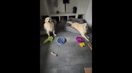 Good Dogs Can't Be Fooled