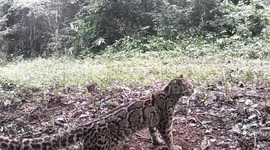 Beautiful marbled cat spotted by wildlife CCTV