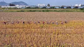 China: Farmers Harvesting Soybeans
