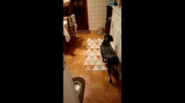 Sneaky Dog Gets Caught on the Table