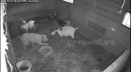 Dog Gets Tough Love From Goats