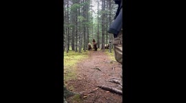 Close Encounter With Alaskan Brown Bears