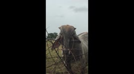 Cow explores field with thorny branch fence