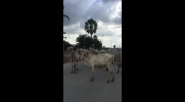 Cow herd blocks road in Cambodia