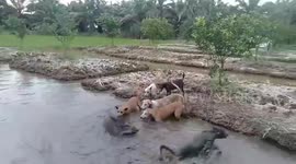 Guard dogs surround wild boar stuck in fish pond