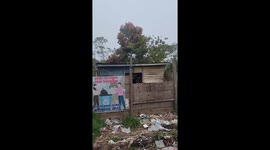 Bear emerges from forest and searches food in rubbish bin