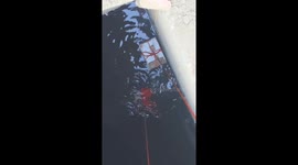 Chinese stray cat rescued with rope after falling into water