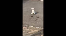 Chinese bichon dog adorably clings to brick and bows
