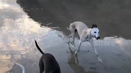 Meet 'wobbly dog' with brain injury - so beloved he has his own book