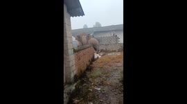 Elephants spotted outside in Yunnan Province, China